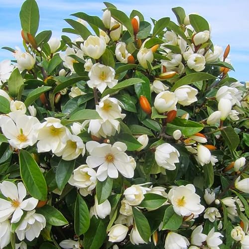 2 Southern Magnolia Trees Live Plants 6 To 12 Inc Height, White Magnolia Plant Live Beautiful Magnolia Flowers #TOP1