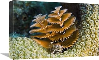 Global Gallery Christmas Tree Worm Filter Feeding While Attached to Great Star Coral, Bonaire, Netherlands Antilles, Caribbean-Canvas Art-18"x12"