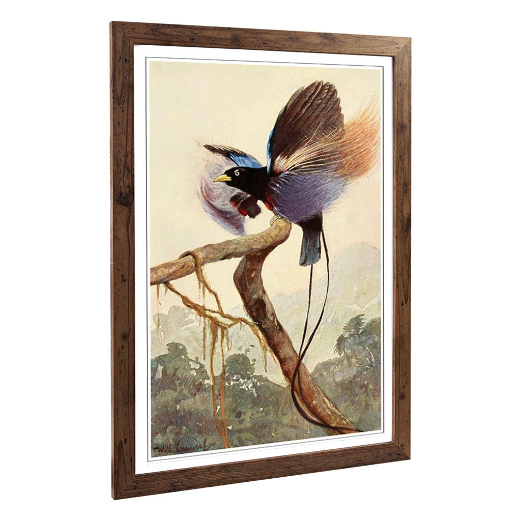 Big Box Art Framed Print of Vintage W Kuhnert Bird of Paradise 2 Design | Wall Art Picture | Home Decor for Kitchen, Living Room, Bedroom, Hallway, Walnut, A2 / 24.5x18 Inch / 62x45cm