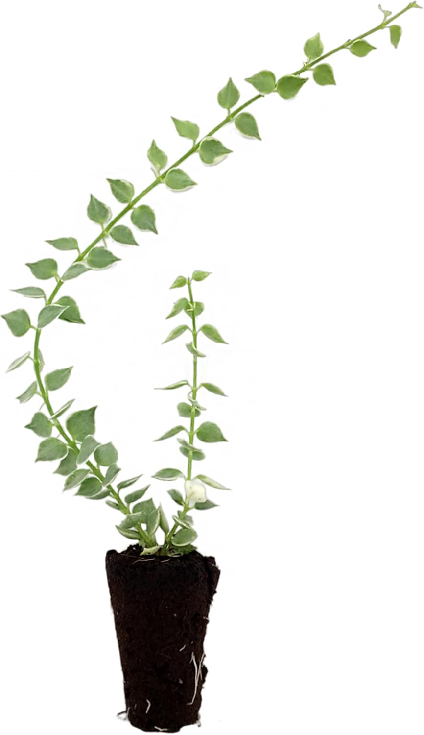 Variegated Dischidia Ruscifolia Starter Plant