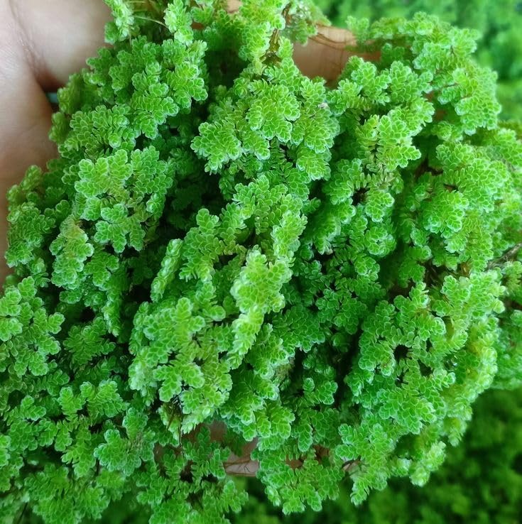 Fresh Live Floating Fern for Sustainable Pond Management and Natural Nutrition (1400 Live Healthy Plant Seeds)-image-20