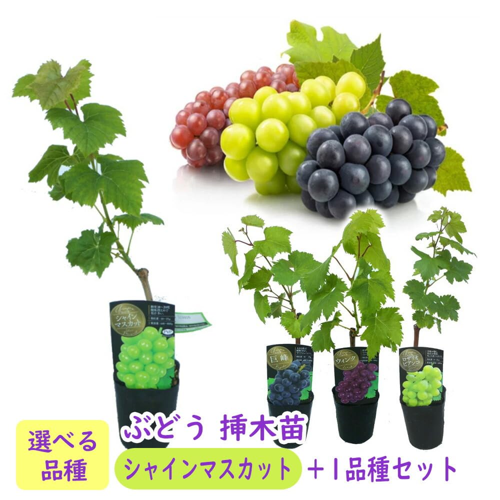 Amazon.co.jp: ぶどう 苗 苗木 挿木苗 【 マスカットノワール 】＋