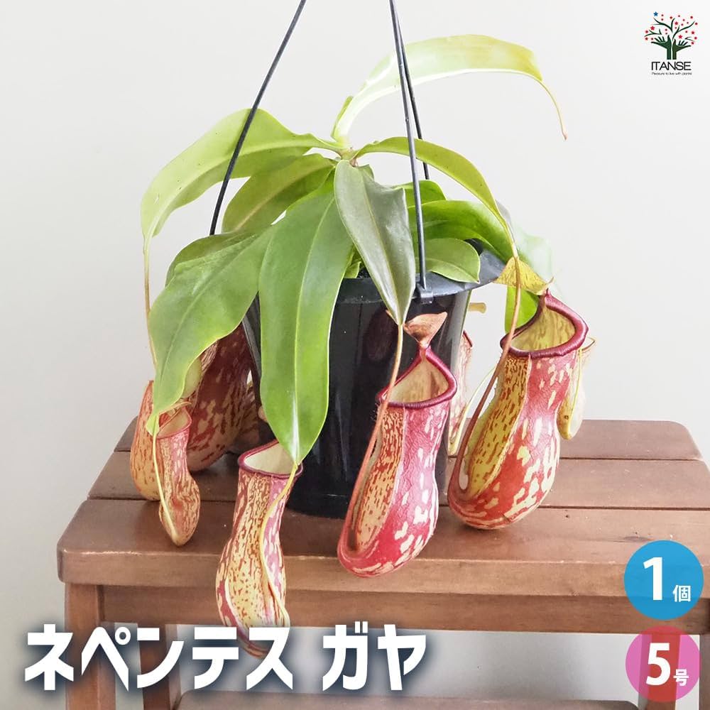 ネペンテス ガヤ 釣り鉢ごと発送 ネペンテス：ガヤ（Gaya）5号吊り鉢入り の通販 | 園芸ネット
