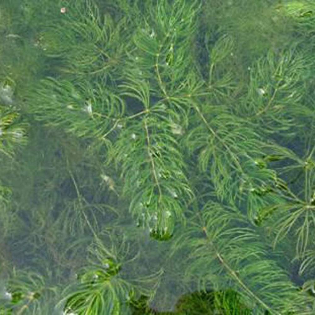 Buy pengyuCeratophyllum Demersum , 100Pcs Ceratophyllum Demersum