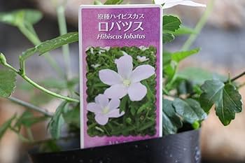 ぴ 花苗 6株 61FF6PPkl9L._AC_UF350,