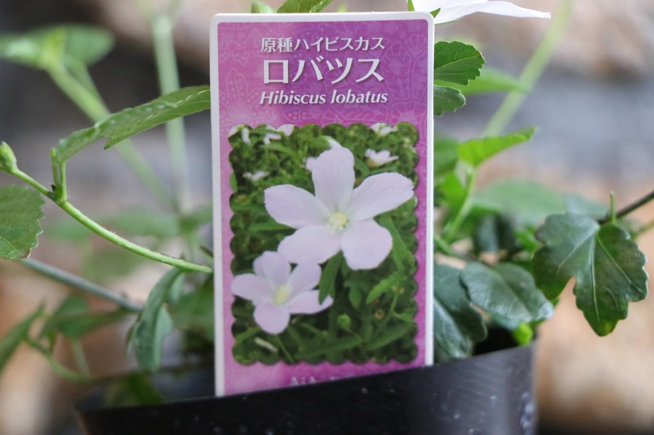 Amazon.co.jp: 原種ハイビスカス ロバツス 3〜3.5号ポット苗 3株セット