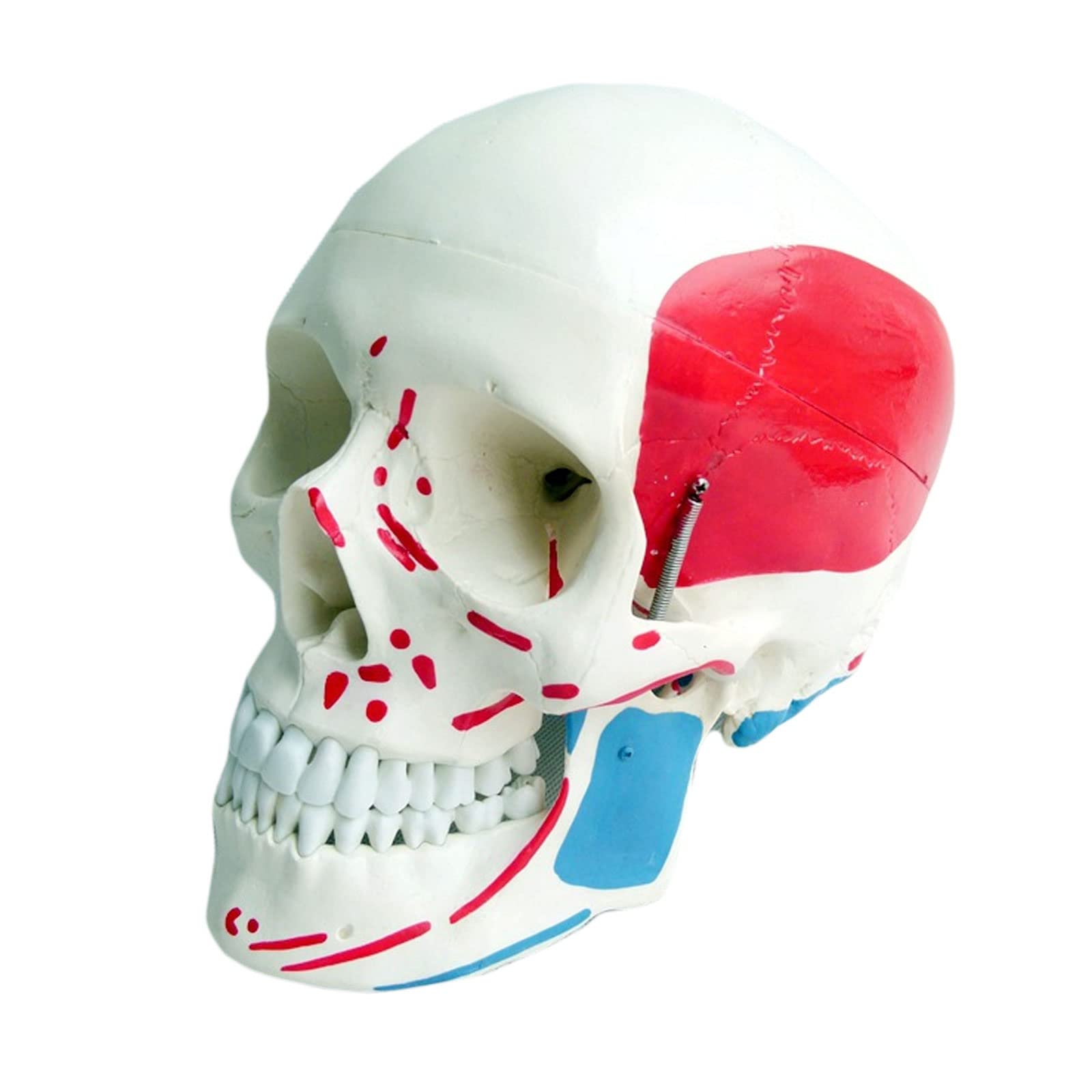 Model Czaszki W Rozmiarze Rzeczywistym, Szkielet Człowieka, Model Anatomiczny Z Wyjmowanym Materiałem Do Nauki