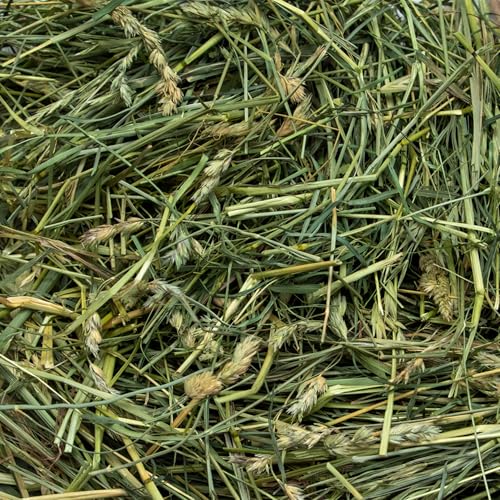 Rabbit Hole Hay pasto premium para pequeños animales 10 lb miniatura 2