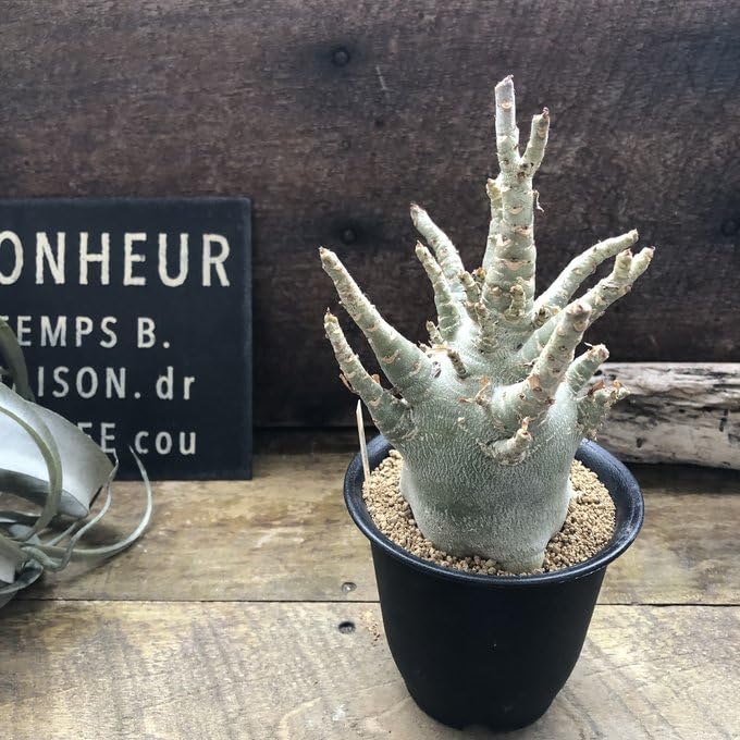 Amazon｜アデニウム アラビカム 塊根植物 蛸足 観葉植物｜観葉植物
