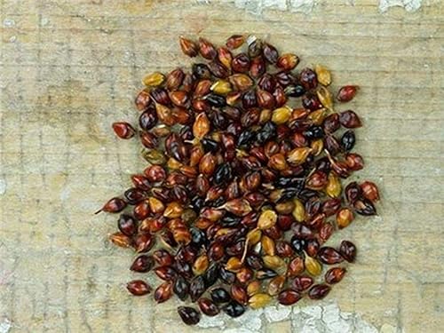 Miniatura 8 de Semillas de maíz de escoba multicolor altos rendimientos de hermosa paja muy hermosa (25 - semillas)