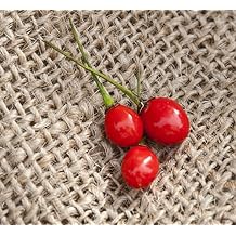 Texas Chiltepin Heirloom Pepper Premium Seeds for Planting Packet + More