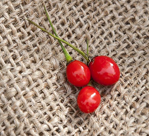 Texas Chiltepin Heirloom Pepper Premium Seeds for Planting Packet + More