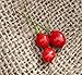 Texas Chiltepin Heirloom Pepper Premium Seed Packet + More