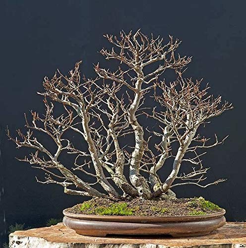 Samen Paket: 5 X Belie Bonsai-Bume Fagus sylvatica Rotbuche win Aa :  Amazon.de: Garten