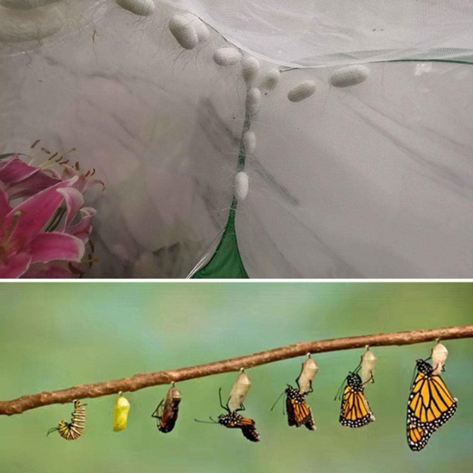 Schmetterlingsnetz Käfig Faltbar - Insekten Lebensraum Für Kinder