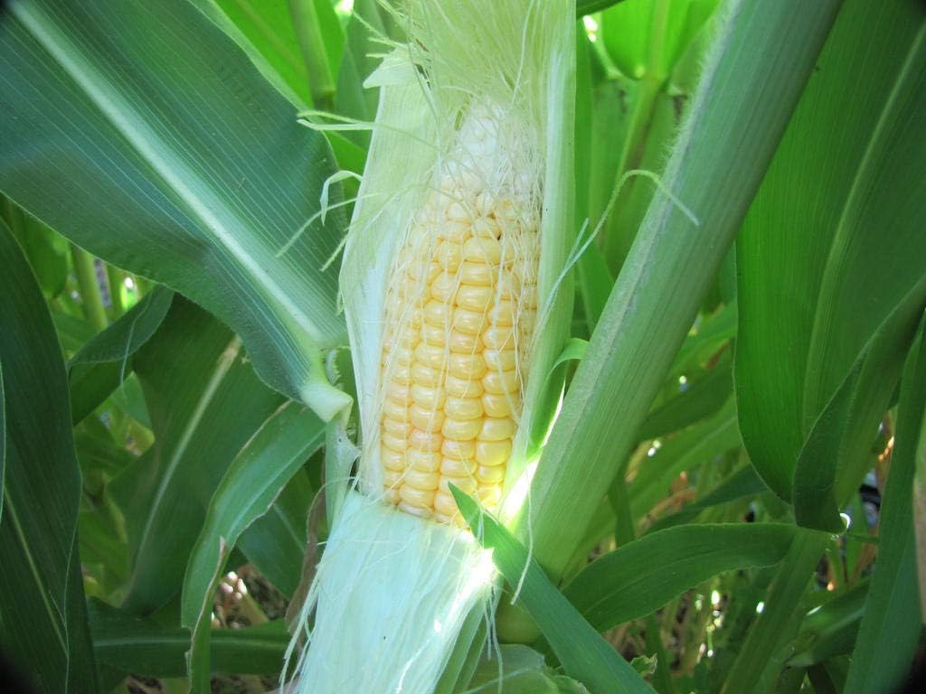 1136B-Giant Peruvian Yellow Corn (mays-Maze) Seeds by Robsrareandgiantseeds UPC0764425787525 Non-GMO,Organic,Historic Plants,USA Grower,1136-B Package of 35 Seeds