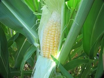 1136B-Giant Peruvian Yellow Corn mays-Maze Seeds by Robsrareandgiantseeds UPC0764425787525 Non-GMO,Organic,Historic Plants,USA Grower,1136-B Package of 35 Seeds