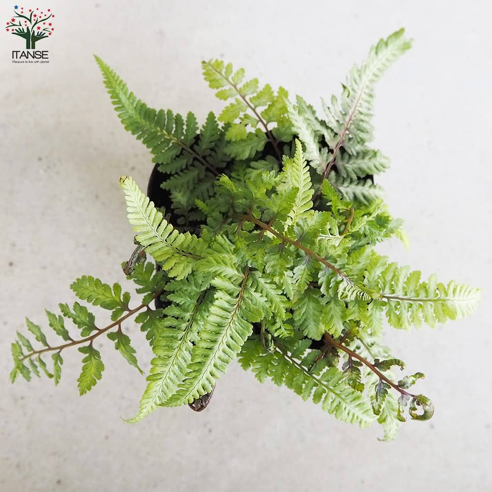 知られざる植物の超能力！！ トリコセレウス・なるほど柱綴化 | trigger