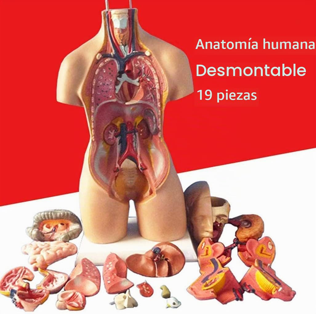55 Cm Torso Modelo De Ensamblaje Órganos Internos Anatómico Modelo Anatómico del Cuerpo Humano Torso Cuerpo Humano Anatomía del Tórax para La Educación Enseñanza