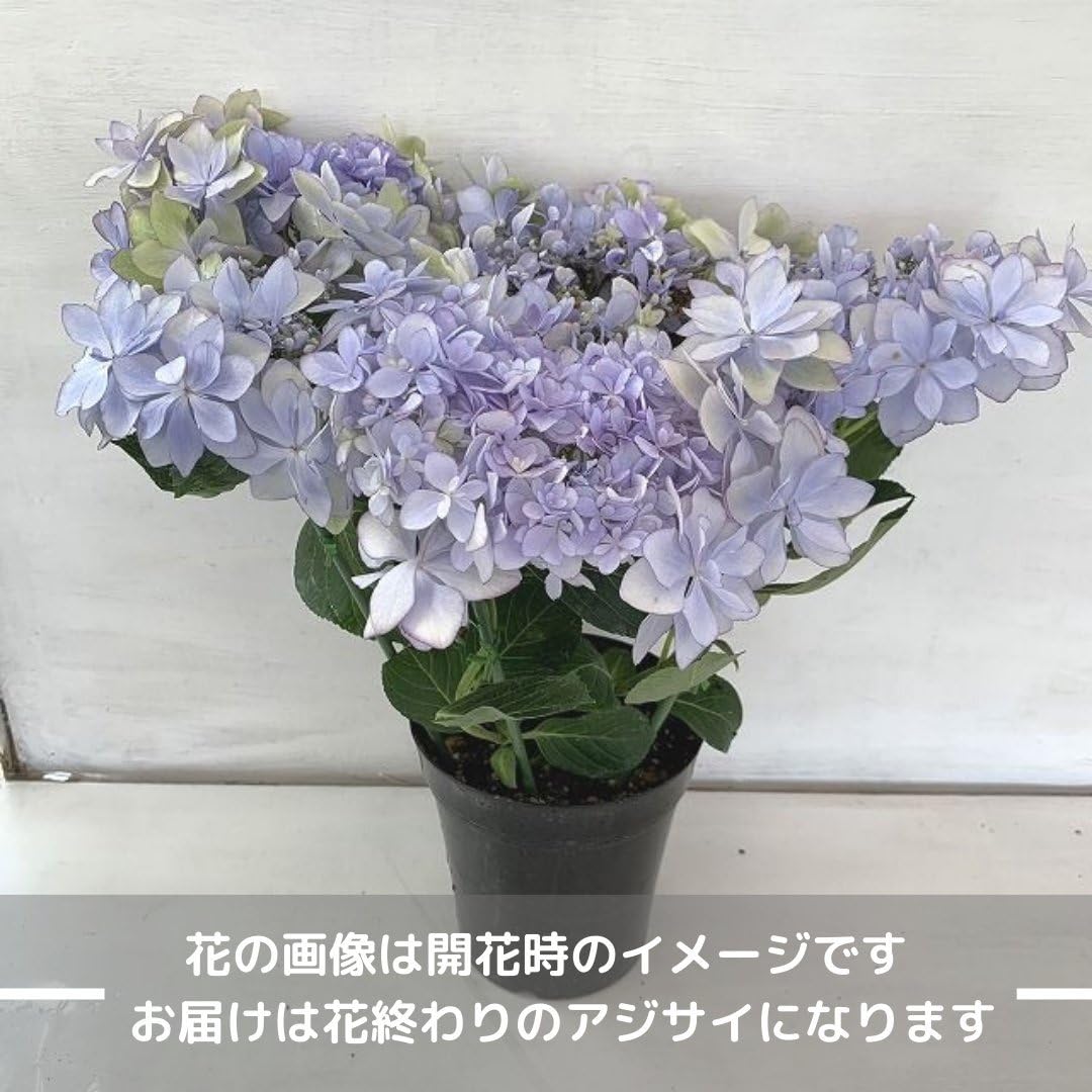 紫陽花　フリスビー　5寸鉢　ご確認画面 紫陽花 フリスビー 5寸鉢 ご確認画面