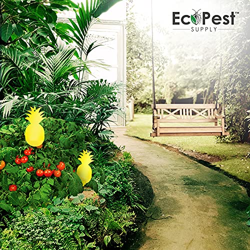 Sticky Fruit Fly And Gnat Traps – 50 Pack | Yellow Fly Paper Trap For House Plants And Gnat Sticky Traps For Fruit Flies, Fungus Gnats, And Other Flying Insects | Indoor And Outdoor Fly Tape #TOP6