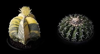 サボテンページ DSC_0162-scaled.jpg