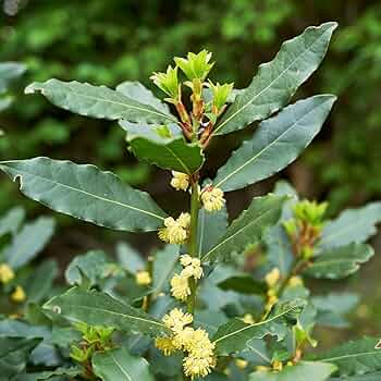 月桂樹　ローリエ Amazon.co.jp: ITANSE ローリエ(月桂樹) 10.5cmポット 1個