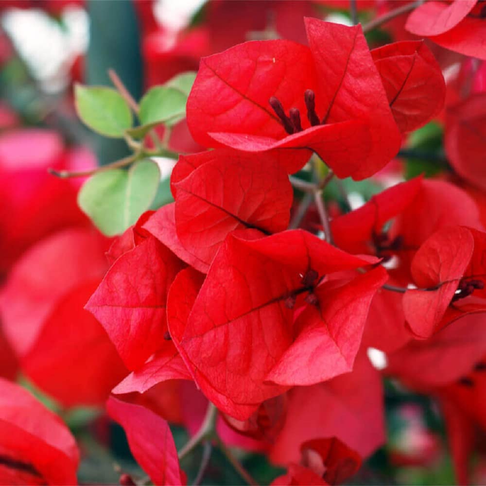 Organix.Rosa Bougainvillea Red Flower Live Plant By The Roop Nursery