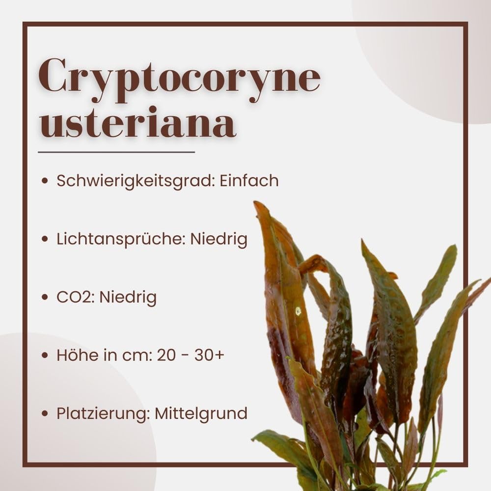 AquaOne Cryptocoryne usteriana roślina do akwarium, 3 sztuki, środek gruntu, roślina wodna, roślina akwariowa, rozeta w pełni zakorzeniona, prosta dekoracja Aquascaping