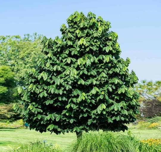 Miniatura 2 de Plántulas de árbol de pata de caballo para plantar, 2 pies de alto, plátano americano, pata de pata, sin California (1 árbol de pata)