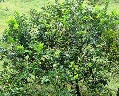 Image of Healthy Vibe Lemon Live Plant | Organic Gardening Plant for Home, Balcony & Terrace | Aromatic Citrus Tree (Height 1 feet to 2 feet)