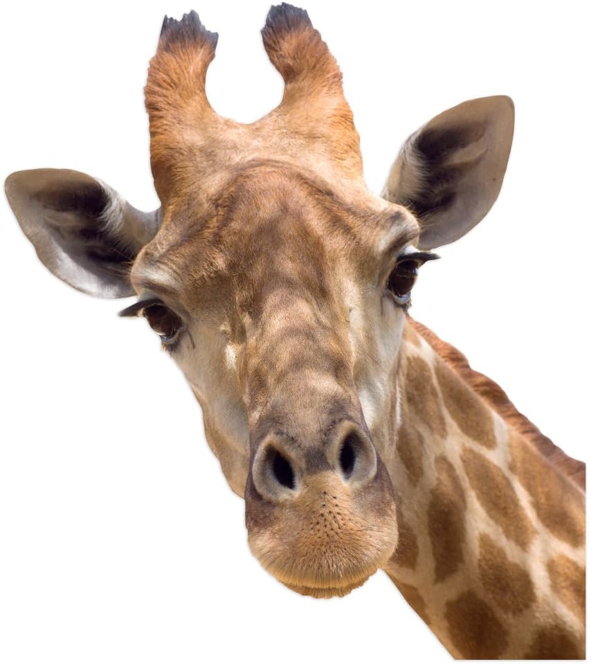 ColorBok 10004 Joy Riders Giraffe Window Cling