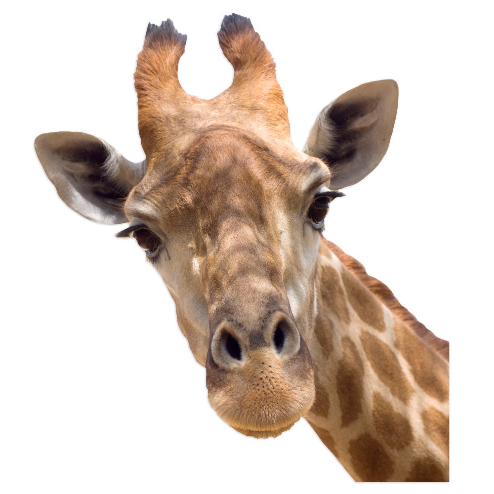 ColorBok 10004 Joy Riders Giraffe Window Cling