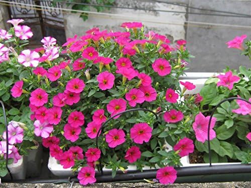 Non- Gmo 250 Mixed Color Petunia Flower Seeds Lovely Fragrance Extremely EASY to grow both in the garden and in containers
