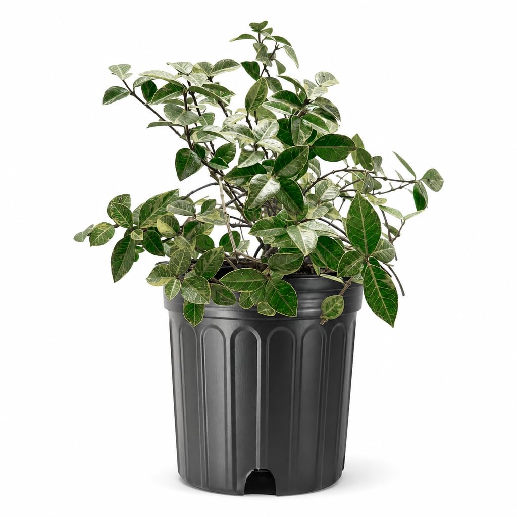 Amazon.com : Variegated Jasmine Minima I 3 Large Trade Gallon Size