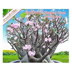 Tropica – Bonsai – piumino arbusto (Calliandra haematocephala) – 10 semi