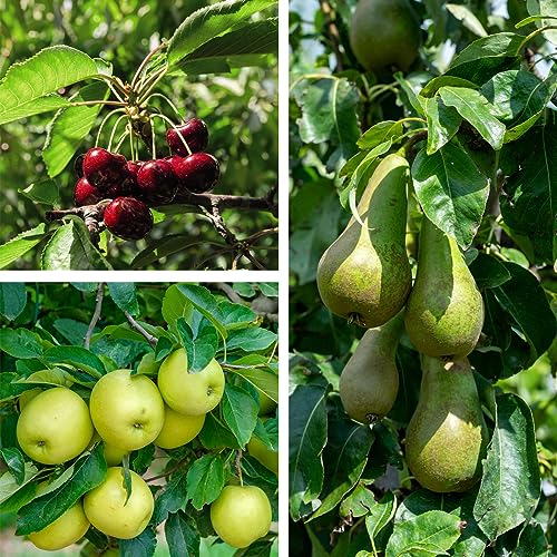 Fruit Tree Collection ‘Mini Fruit Tree’ - Hardy Tree - Fresh Fruit to Grow - Easy to Grow Your Own - Ideal Patio Display - Flowering & Fruiting - 3X 9cm Potted Plants by Thompson and Morgan