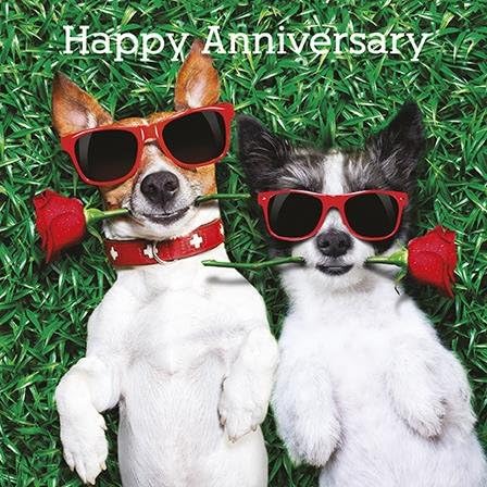 Photographic Greetings Card (AG0813) - Anniversary - Love Dogs - from The Funny Animals Range.