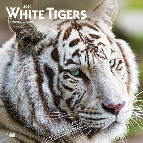 Télécharger White Tigers 2020 Calendar Gratuit