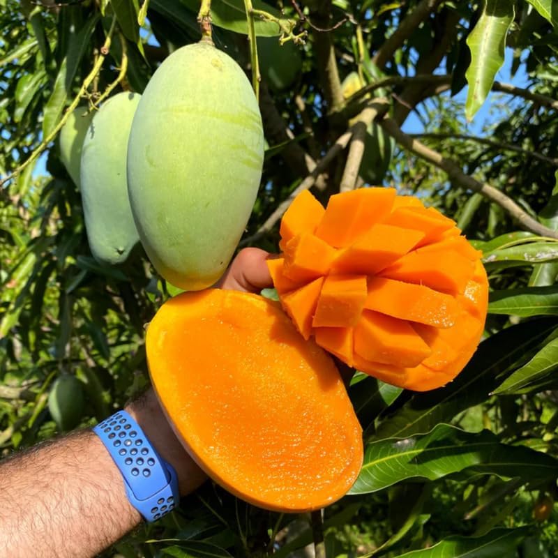 Semi Dwarf Mango Tree Live Plant Grafted, 2–3 Feet Tall in 3 Gallon Pot, Sweet Tropical Mango Fruit Tree