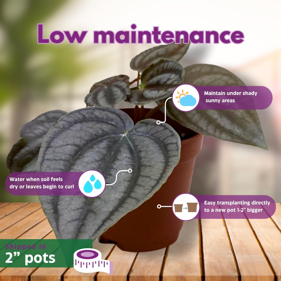 Rare Peperomia Premium Assortment Set of 5 in 2 inch pots