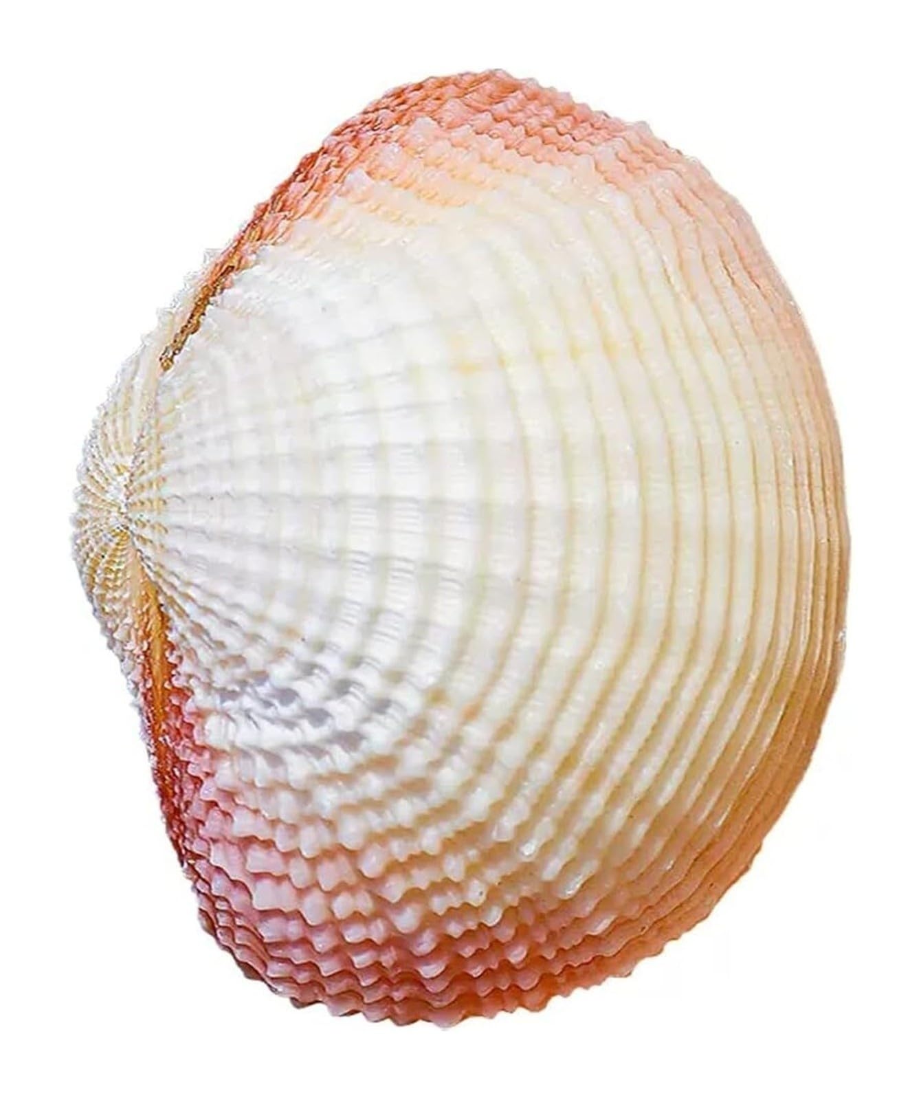 Muscheln