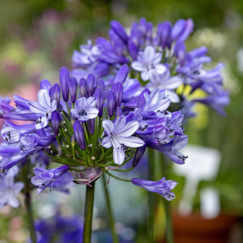 Agapanthus 'Midnight Moon' – Elegant Bluish-White Blooms with Blue Stripes | Drought-Tolerant Perennial for Patio Containers & Gravel Gardens - 2X 9cm Potted Plants by Thompson & Morgan