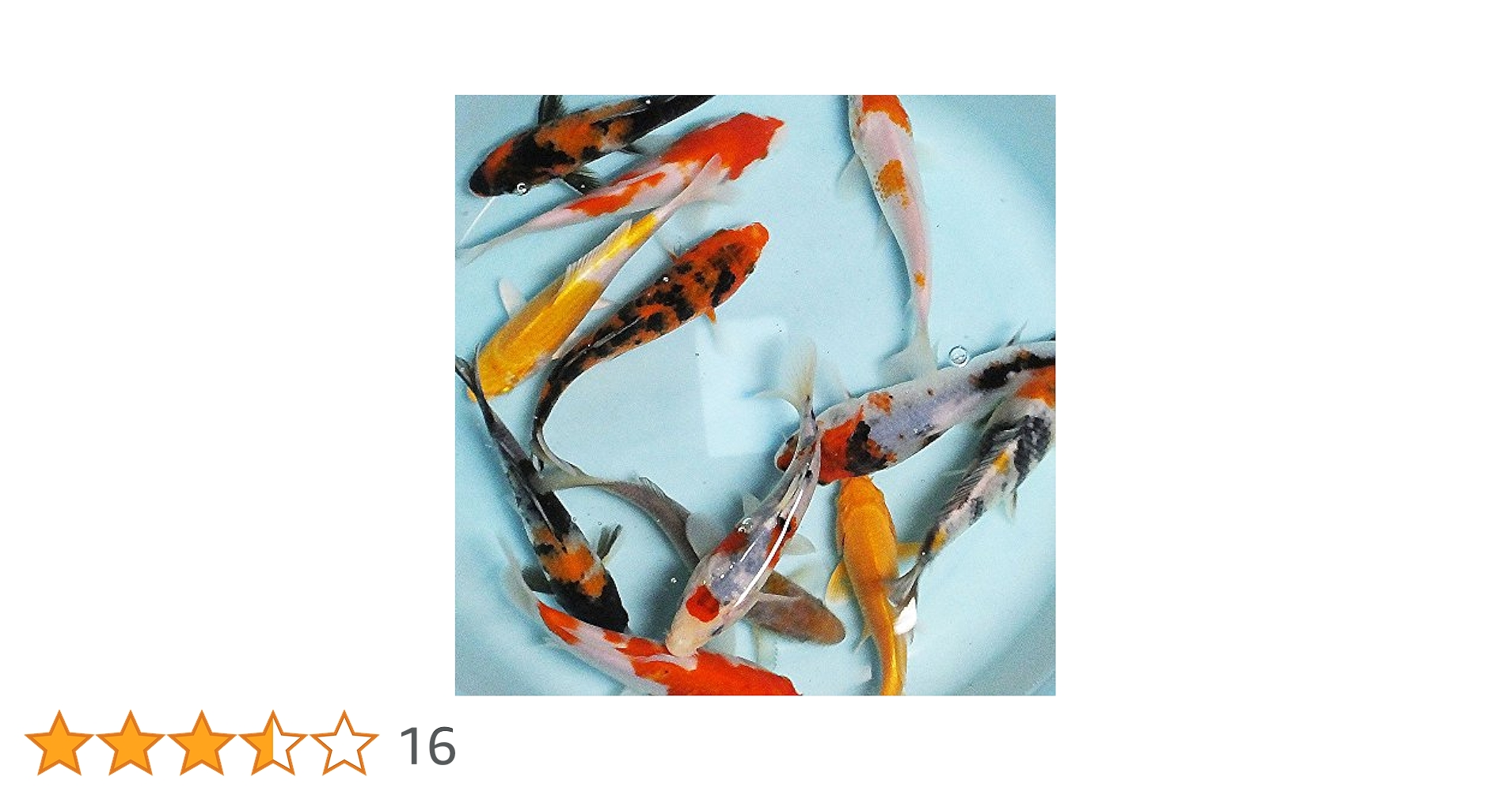 Amazon | 【生体】お任せ！錦鯉Mix 3匹 L 16cm～20cm 鯉 色鯉