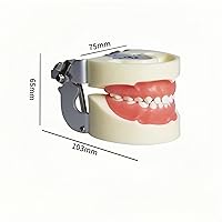 Vista 3 de Typodont - Modelo de dientes para niños, con 24 dientes extraíbles, compatible con Kilgore Nissin para enseñanza, estudio