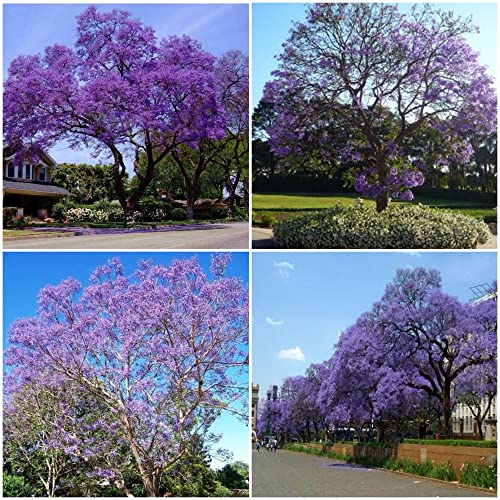 50+ Jacaranda Tree Seeds - Jacaranda Bonsai Tree Shrub Seeds | VANCEFELKEL