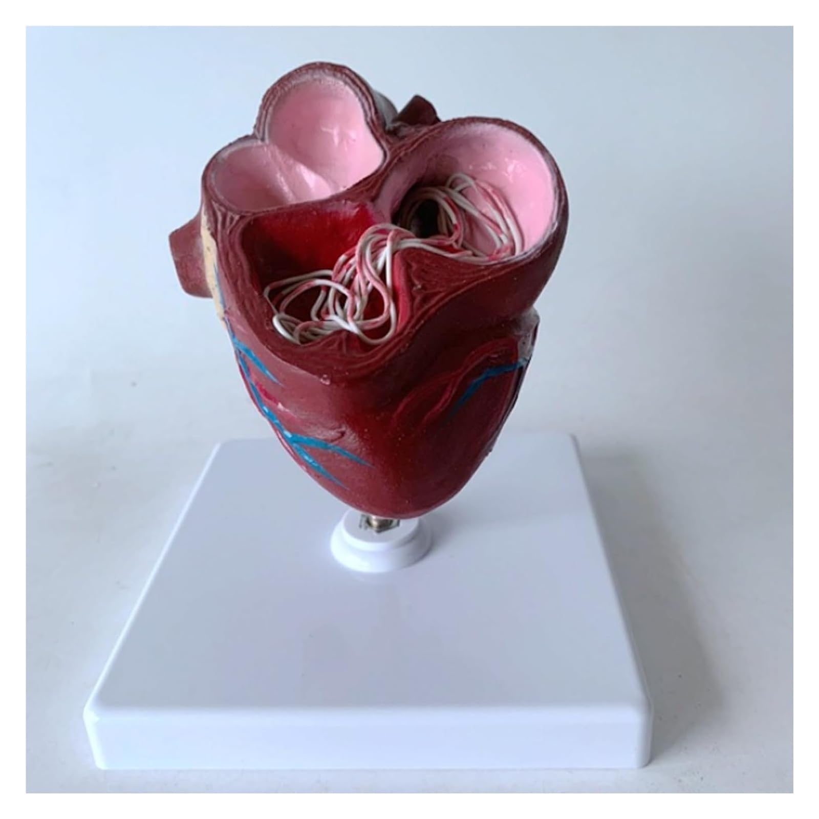 Modello di cuore di cane Modello di organo Cuore di animale Sussidio didattico anatomico