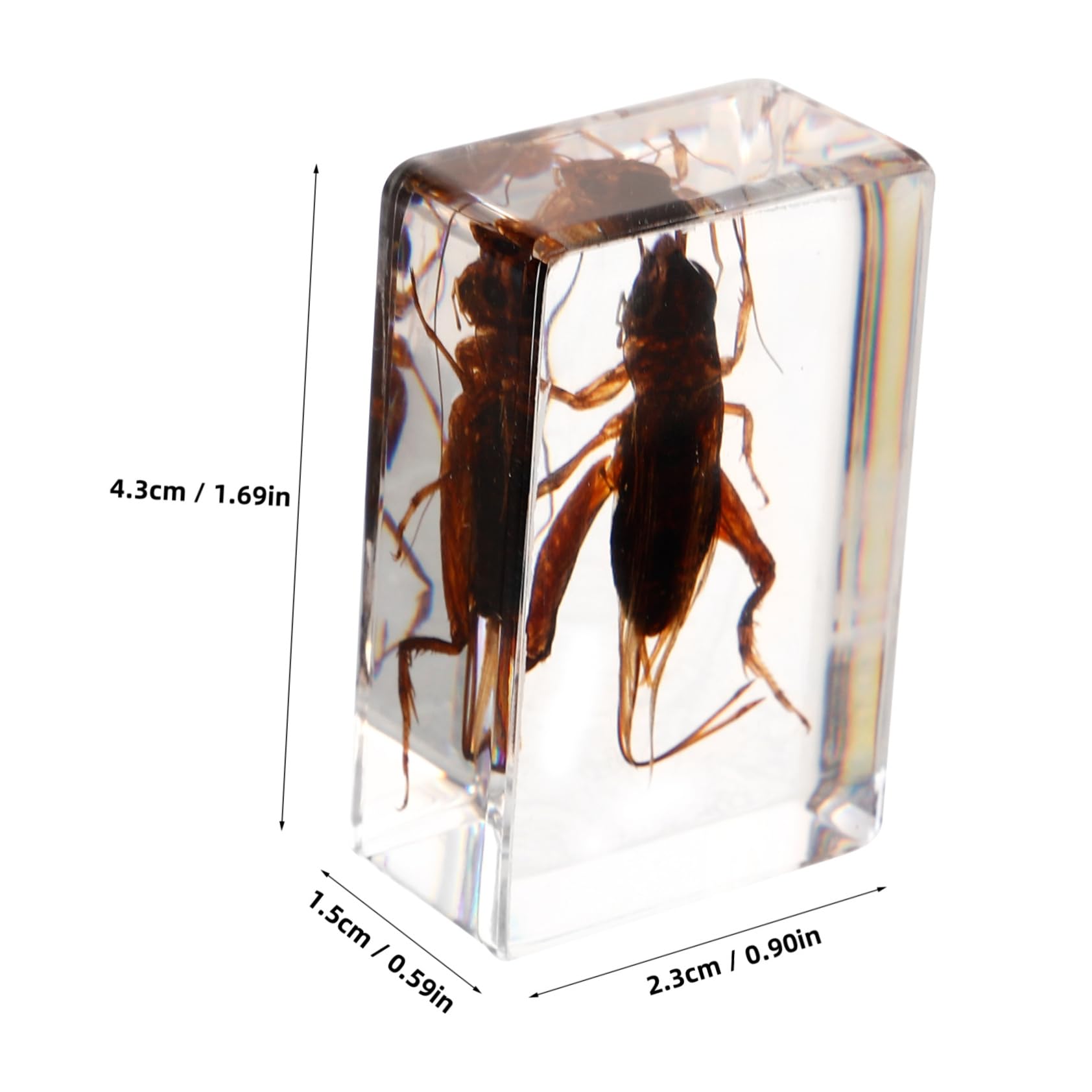 OUNONA Insect Specimen Preserved Animal Specimens Education Specimens Cricket Collection Cricket Specimen Science Education Supplies Specimen Decoration Specimen Ornament Resin