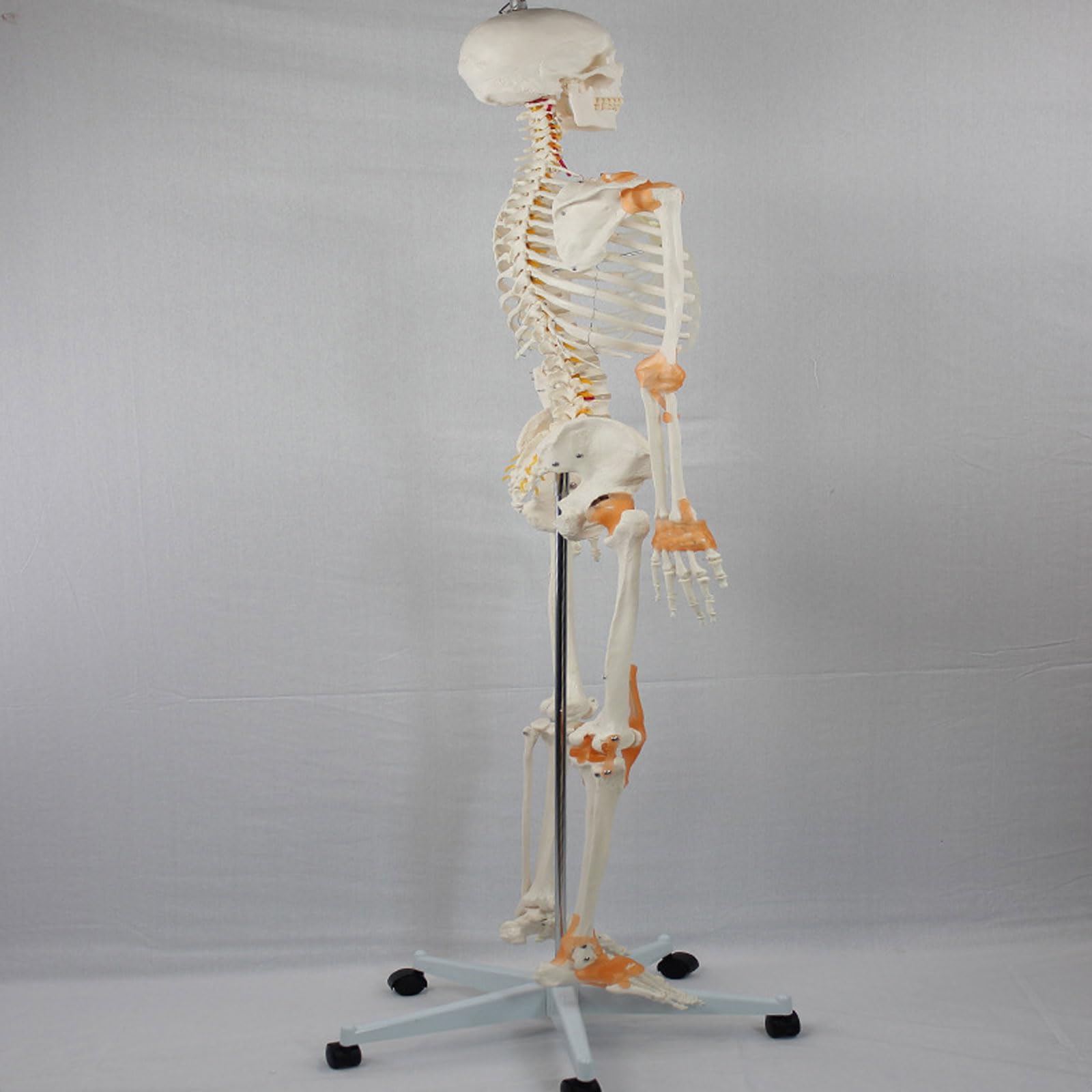 Modello di Scheletro Umano con Muscoli e legamenti Colorati 176CM Modello anatomico osseo del Corpo Intero Modello didattico per ausilio didattico educativo