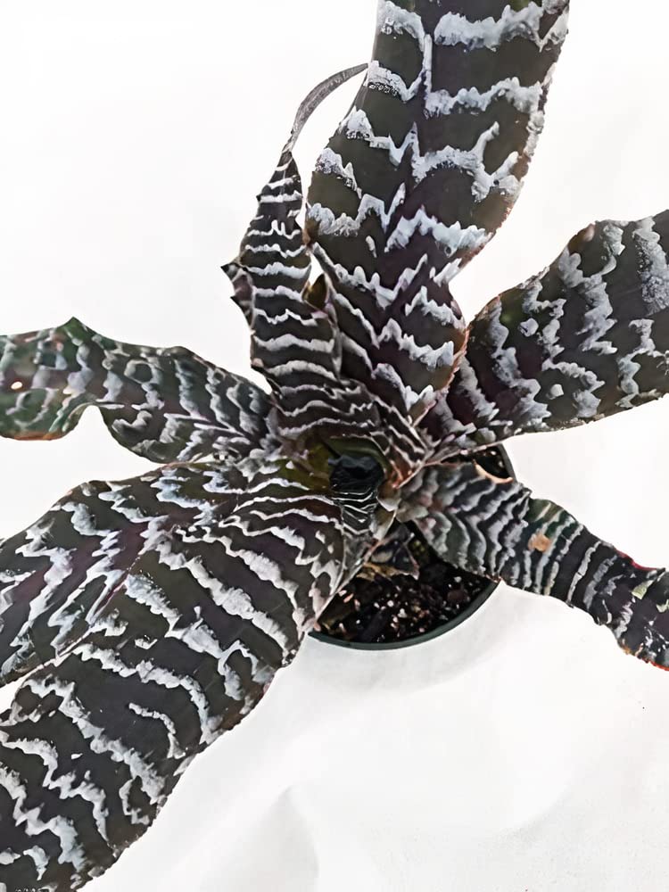 ExoticRarePlants Cryptanthus Black Tiger Very Rare Colour Exotic Live Indoor Plant (B07SVPLN83) Amazon Price History, Amazon Price Tracker